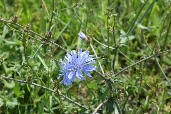 yeşil bir çayırüzerinde mavi çiçekler
