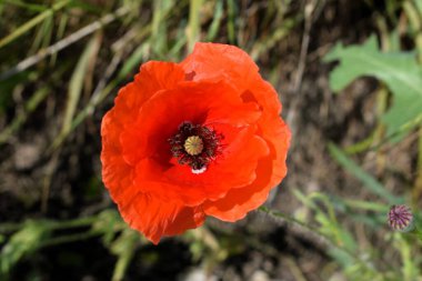 Güzel çiçeklerin güzel manzarasını kapat.