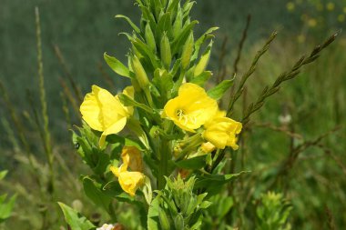 Bahçedeki sarı çiçekler
