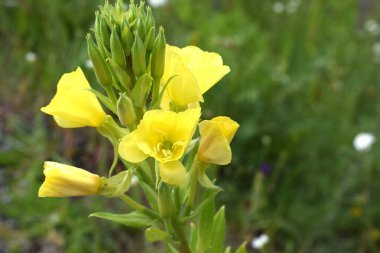 Bahçedeki sarı çiçek