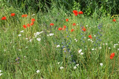 Güzel kırmızı gelincik çayırda