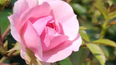 Bahçede güzel pembe bir gül