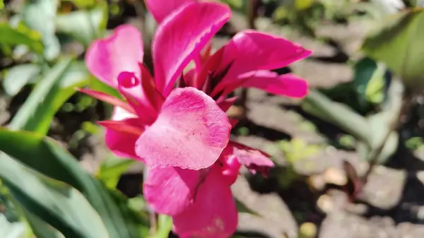 Bahçedeki pembe çiçek