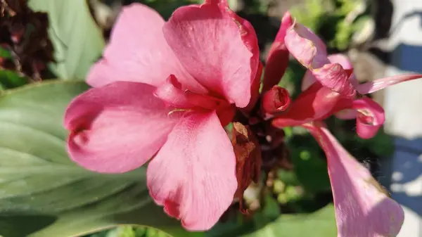 Açık büyüyen renk çiçekler yakın