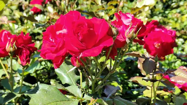 Bahçedeki kırmızı güller