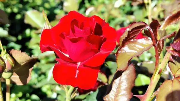 Bahçedeki kırmızı güller