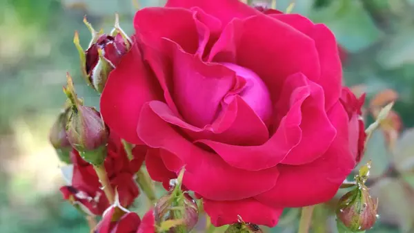 Bahçedeki güzel çiçekleri kapat.