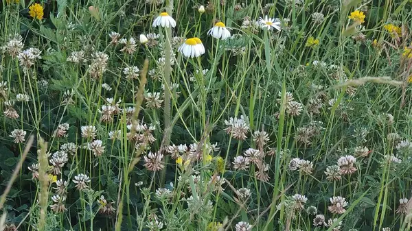 Çayırdaki yabani çiçekler, Slovakya