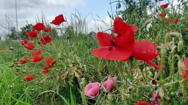 Tarladaki güzel çiçekler