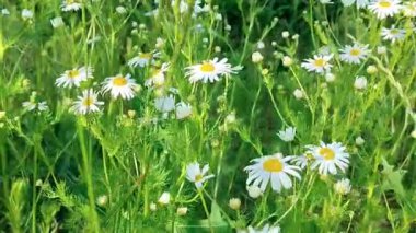 Bahçedeki güzel çiçekler