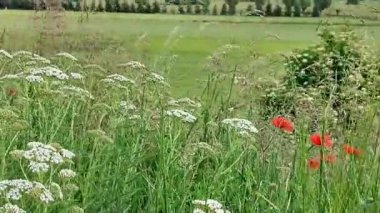 Bulanık bir arkaplanı olan güzel beyaz bir çiçek tarlasının yakın plan çekimi.