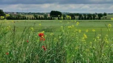 Gündüz kırsal manzarası