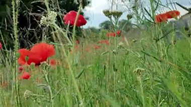 Kırmızı gelincikler tarlada