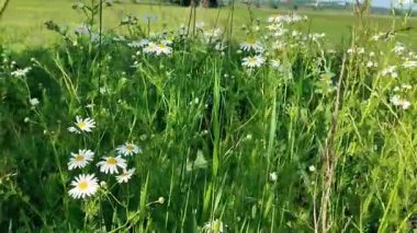 Bahçedeki güzel çiçekler