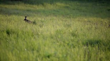 Küçük bir tarlası olan güzel yeşil çayır.