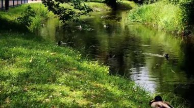 Parktaki nehrin güzel manzarası