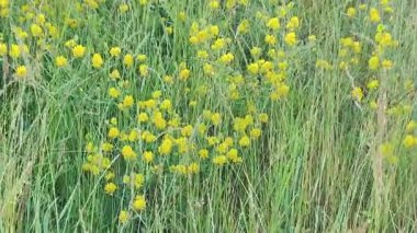 Bahçedeki sarı çiçekler