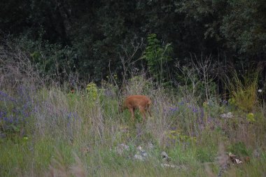 Ormandaki vahşi geyik