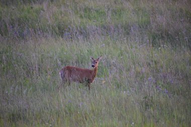 Vahşi doğada kızıl geyik, elbrus, elbe ulusal doğa rezervi, elbrus, Almanya