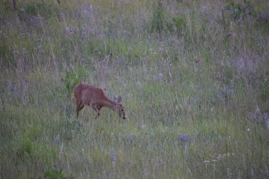 Ormandaki vahşi geyik
