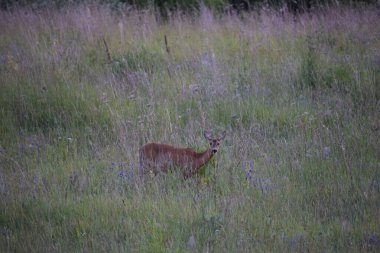 Çayırdaki kırmızı geyik