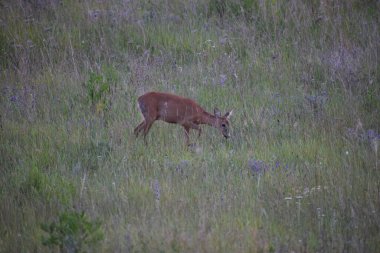 çayır üzerinde geyik