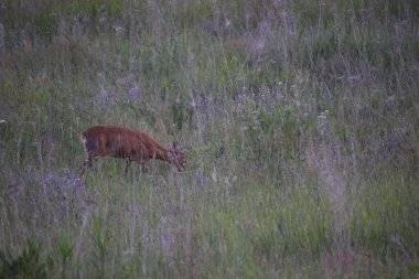Çayırdaki kırmızı geyik