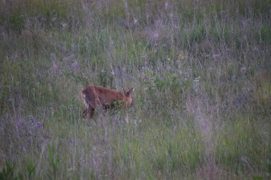 Kızıl tilki vahşi doğada