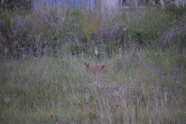 Ormandaki vahşi tilkinin güzel bir görüntüsü.