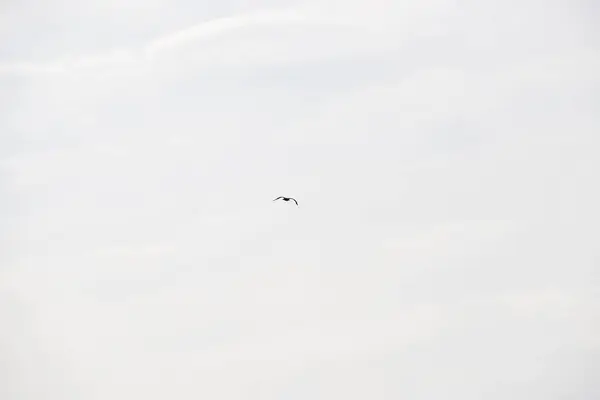 Kuşun gökyüzünde uçuşu