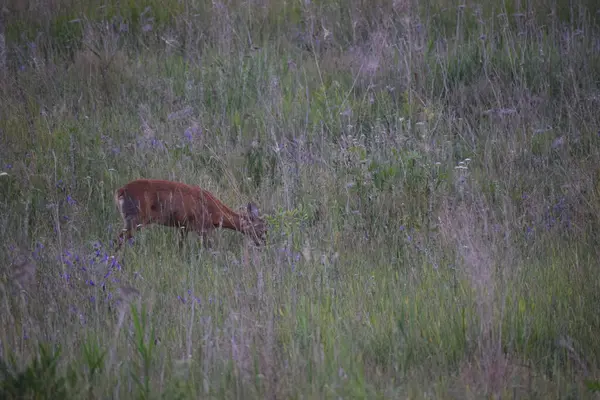Çayırdaki kırmızı geyik