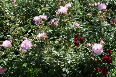 Bahçede pembe güller