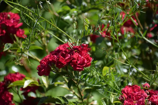 Bahçedeki kırmızı güller