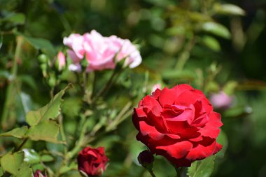 Bahçedeki güzel kırmızı güller
