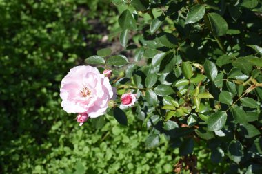 Bahçedeki güzel güller