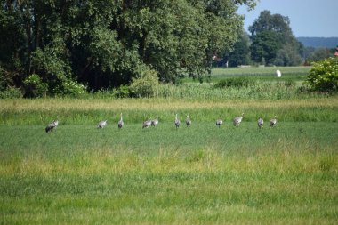 Ormanda bir kuş sürüsü