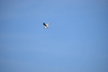 Gökyüzünde uçan bir martı.