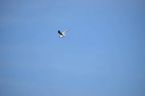 Gökyüzünde uçan bir martı.