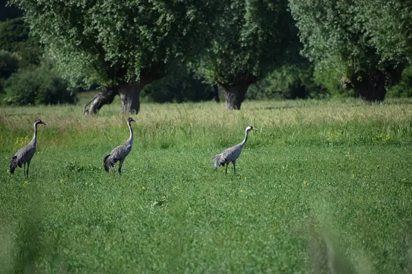 Doğadaki güzel kuşun manzarası