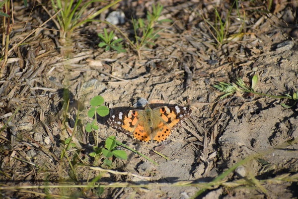 butterfly close up on the grass.
