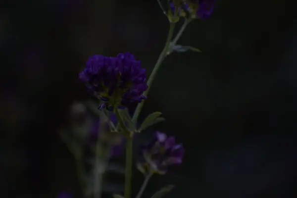 Bahçedeki güzel mor çiçekler