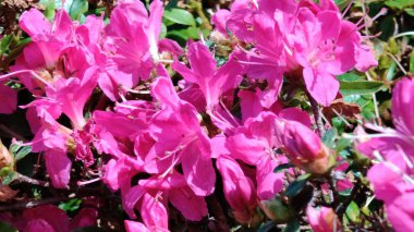 Bahçedeki güzel çiçekler