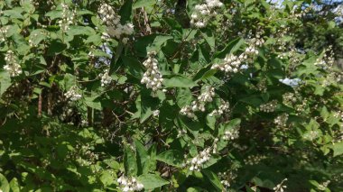 ağaç bahçe beyaz çiçekler