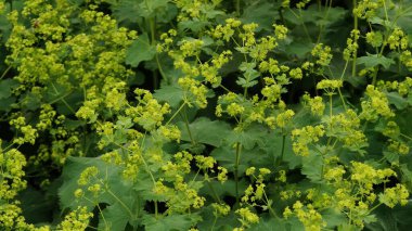 Bahçede yeşil yapraklar