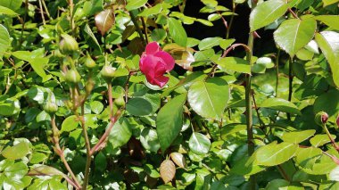Güzel botanik fotoğrafı, doğal duvar kağıdı.