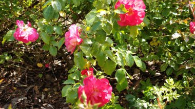 Güzel botanik fotoğrafı, doğal duvar kağıdı.