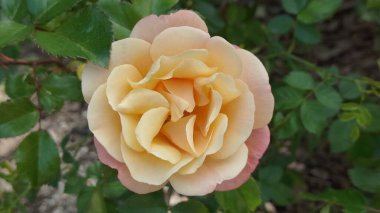 Güzel gül yaprakları, bitki örtüsü ve doğa