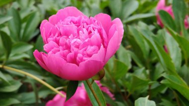 Bahçedeki pembe şakayıklar