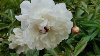 Bahçedeki beyaz şakayık