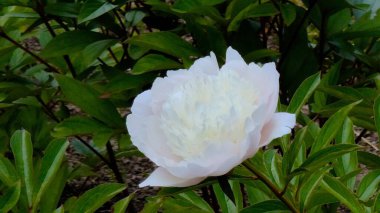 Güzel botanik fotoğrafı, doğal duvar kağıdı.